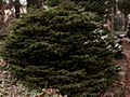 Picea abies Microsperma IMG_8846 Świerk pospolity